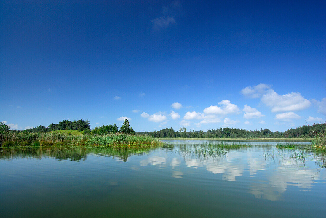 Blick über den Fohnsee, Osterseen, Oberbayern, Bayern, Deutschland