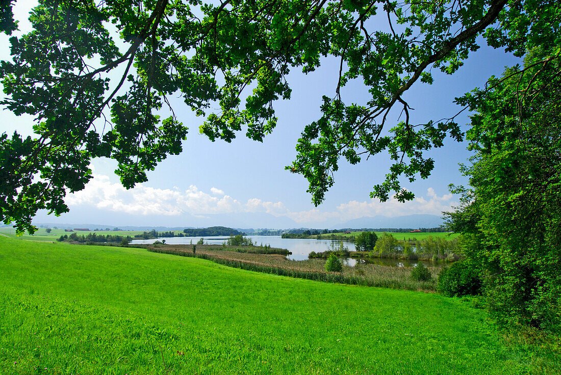 green pasture with trees and lake Riegsee, Bavarian Alps in background, Upper Bavaria, Bavaria, Germany