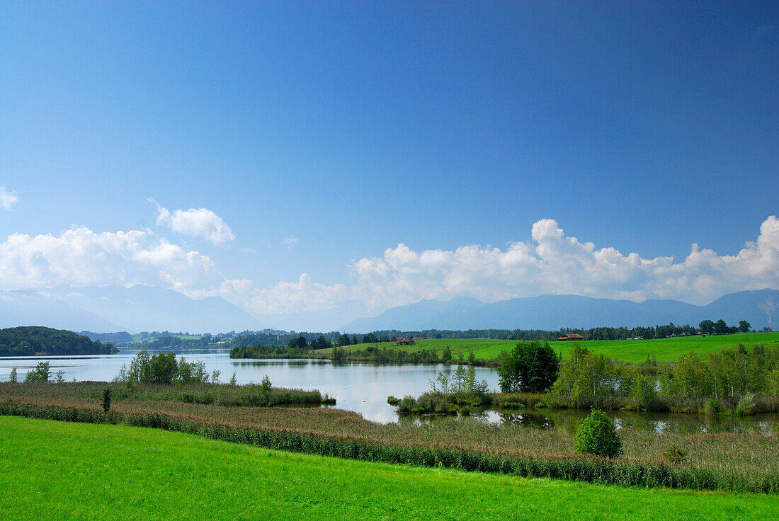 green pasture with lake Riegsee, Bavarian Alps in background, Upper Bavaria, Bavaria, Germany