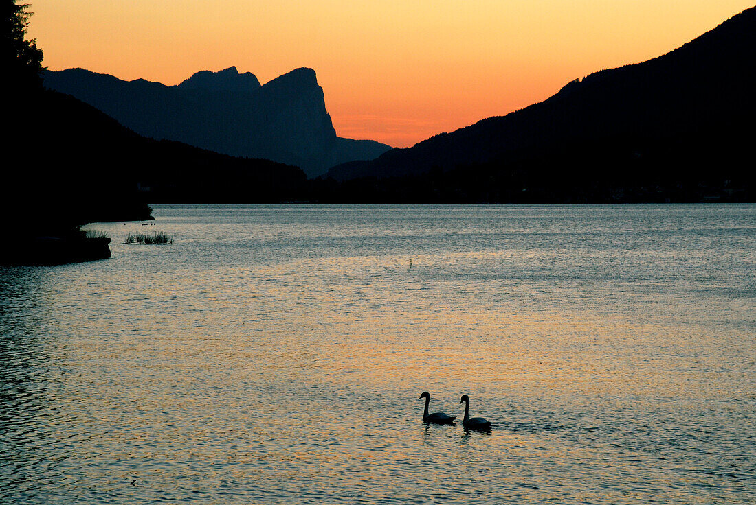 Schwanenpaar auf dem Attersee, Salzkammergut, Salzburg, Österreich