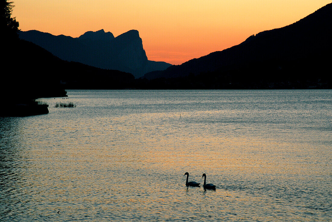 couple of swans on lake Attersee, Salzkammergut, Salzburg, Austria