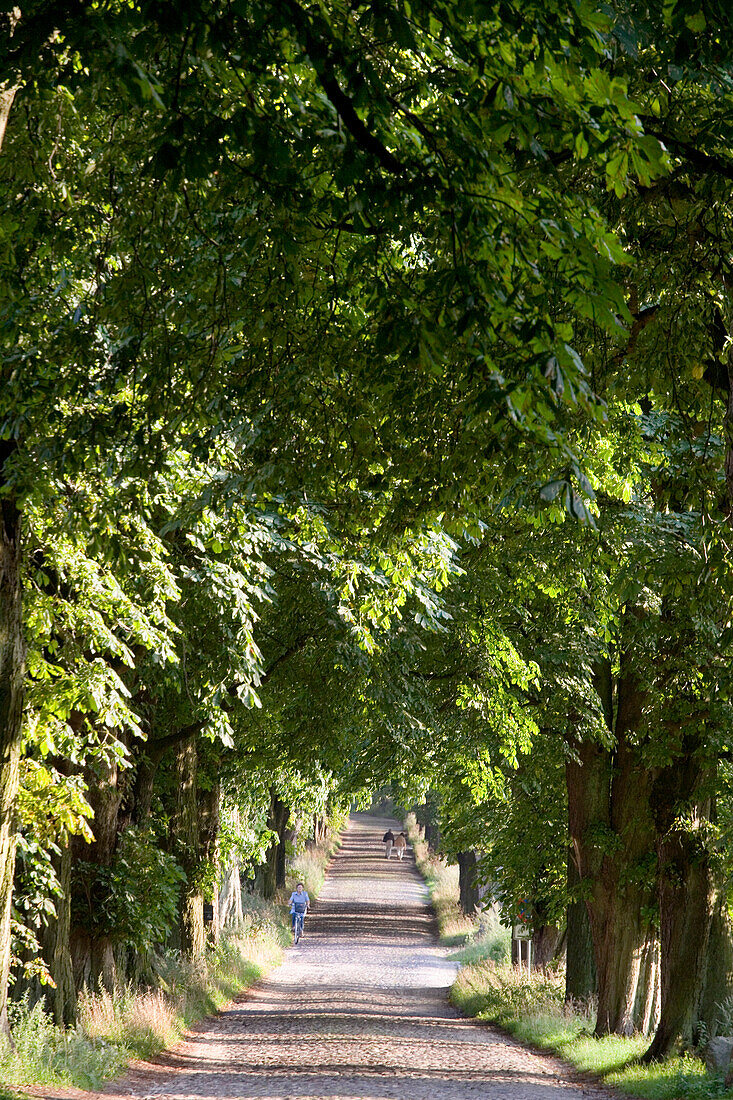 Allee bei Lancken-Granitz, Insel Rügen, Mecklenburg-Vorpommern, Deutschland