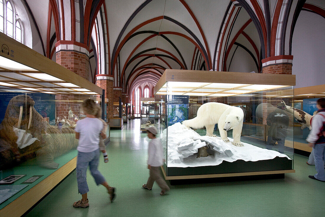 Oceanic Museum, Katharinen Cloister, Stralsund, Baltic Sea, Mecklenburg-Western Pomerania, Germany