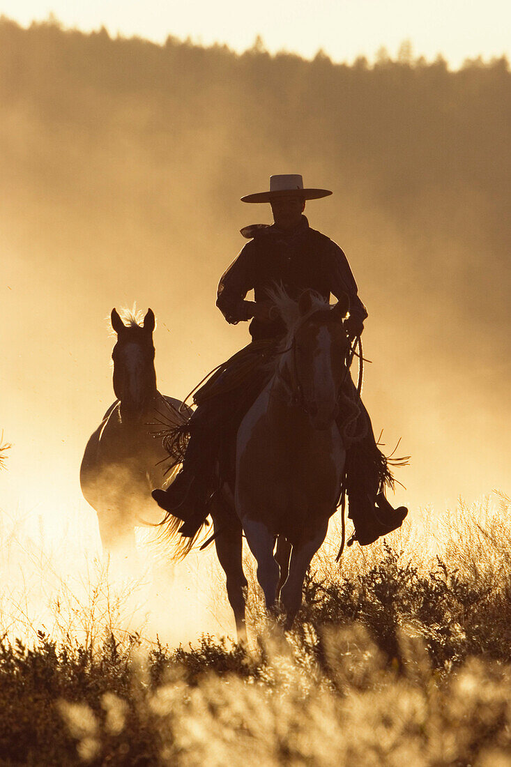 cowboy horseriding at sunset, Oregon, USA