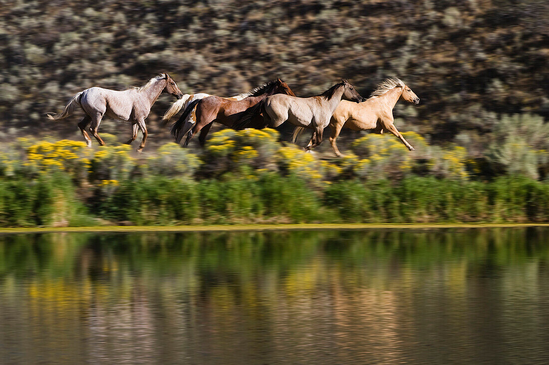 horses in wildwest gallopping, Oregon, USA