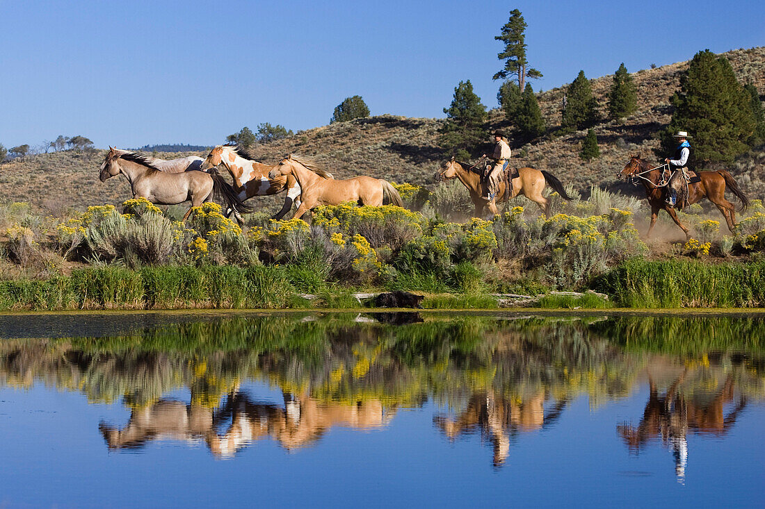cowgirl and cowboys with horses, wildwest, Oregon, USA