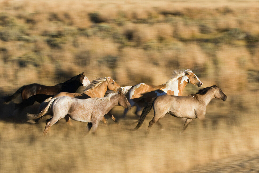 horses in wildwest gallopping, Oregon, USA