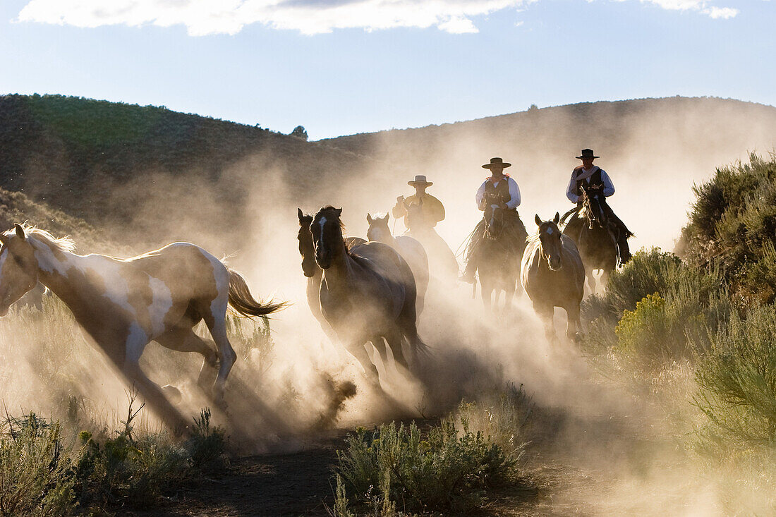 Cowboys reiten, Oregon, USA