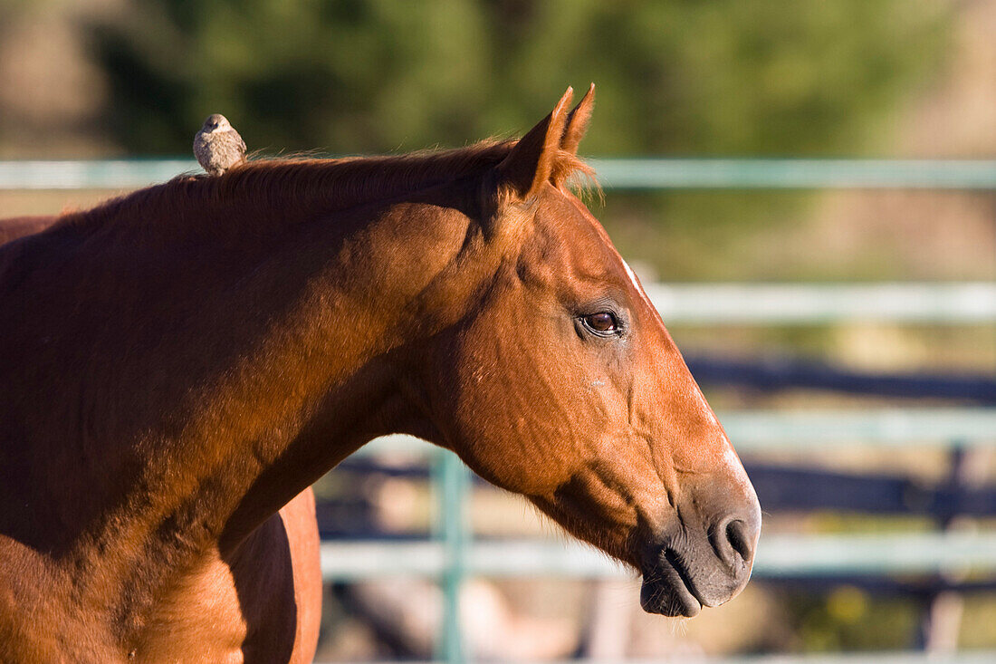 Pferd mit Vogel im Wilden Westen, Oregon, USA