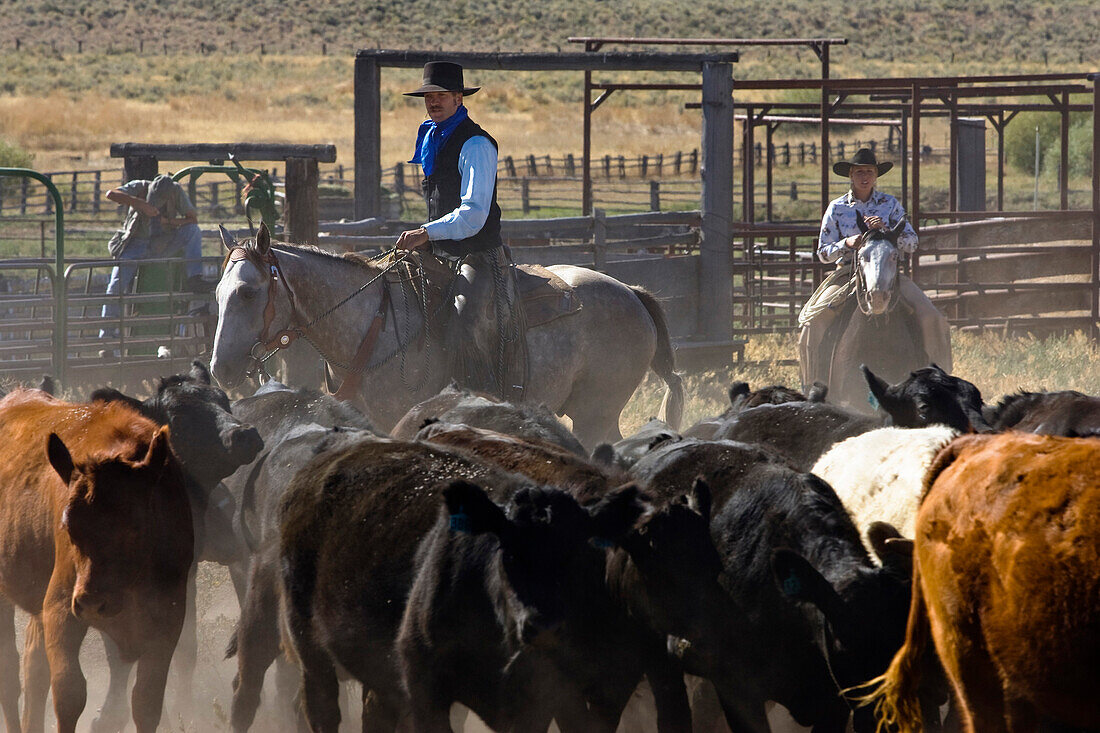 cowgirl and cowboy with cattle, Oregon, USA