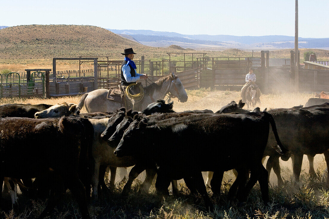 cowgirl and Cowboy with cattle, Oregon, USA