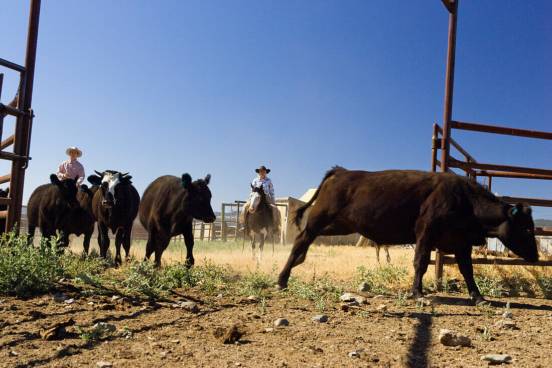 Cowgirl und Cowboy mit Rindern, Oregon, USA