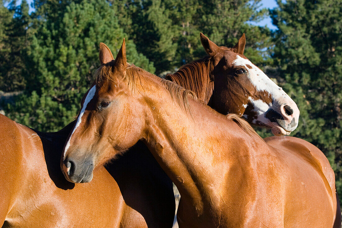 horses in wildwest Oregon, USA