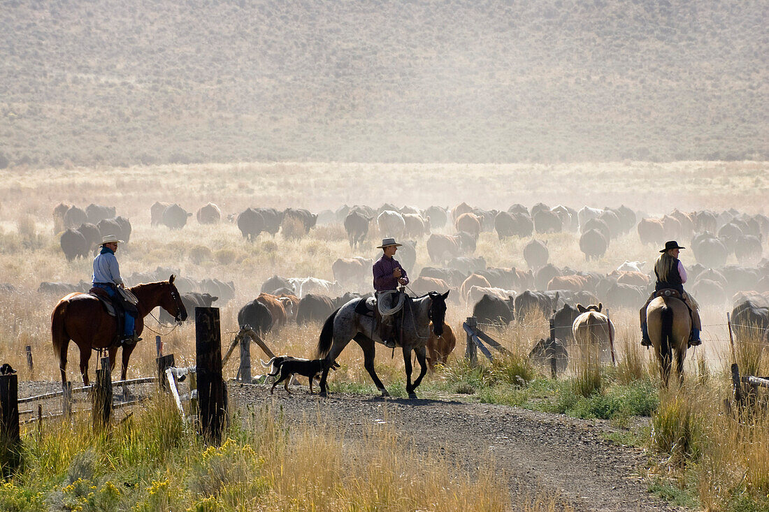 cowboys with cattle, Oregon, USA