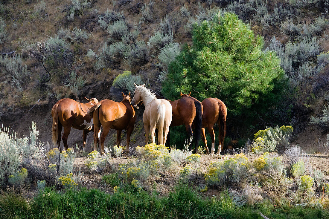 horses in wildwest Oregon, USA