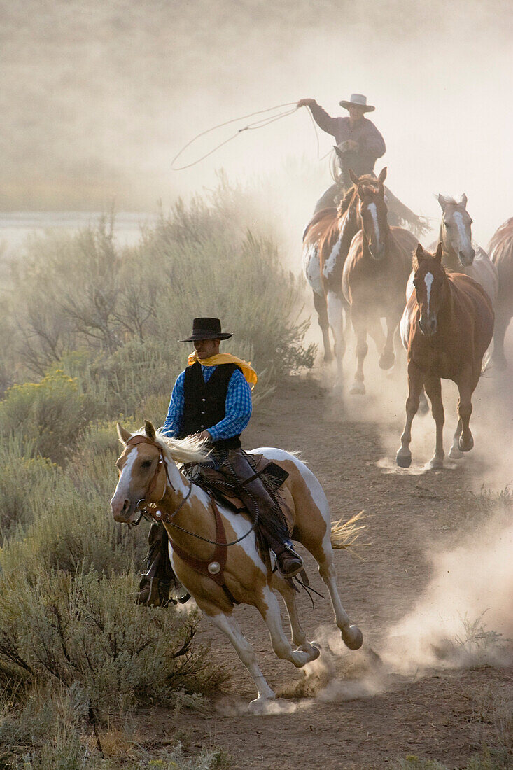 Cowboys mit Pferden, Oregon, USA