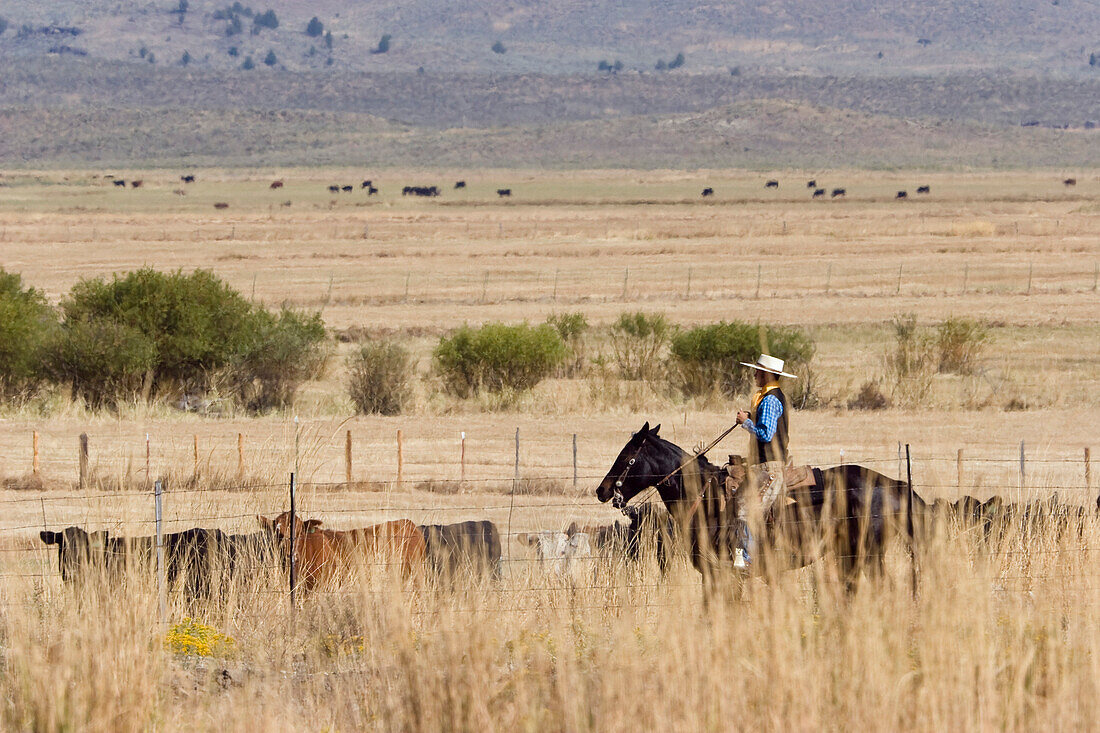 cowboy with cattle in prairie, Oregon, USA