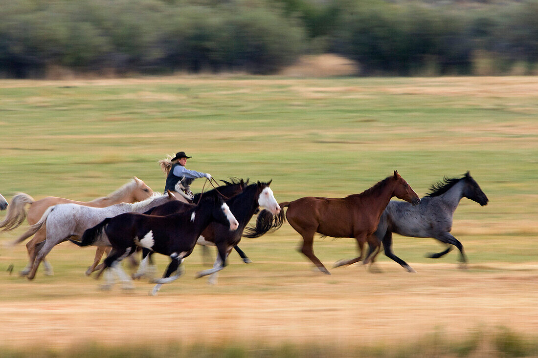 cowgirl riding, Oregon, USA