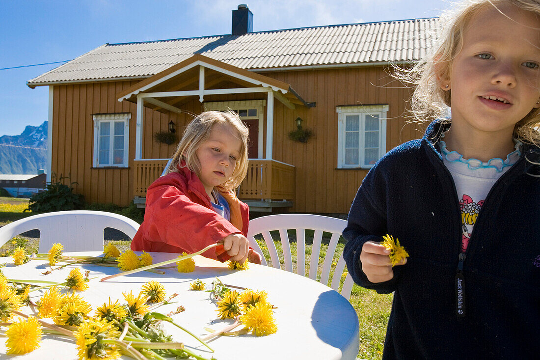 Two girls, children playing with dandelion flowers in front of wooden house, taraxacum, near Hadselsand, Austvagoya Island, Lofoten, Norway