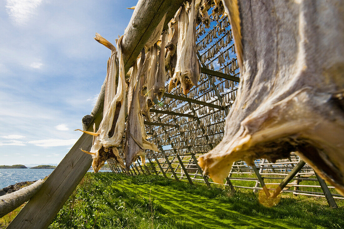 Stockfish drying near Henningsvar, Austvagoya Island, Lofoten, Norway