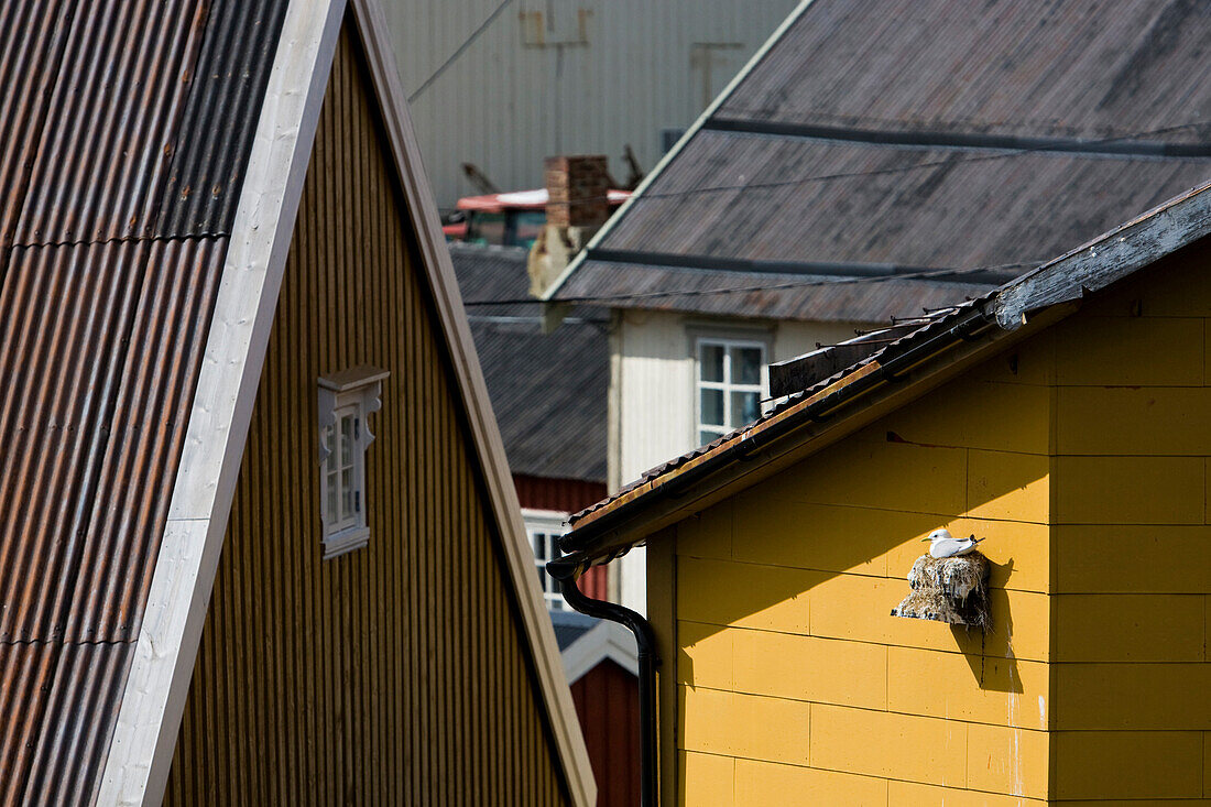 Ein Vogel, Dreizehenmöwe, Rissa tridactyla, auf ihrem Nest an der Hausfassade im Ort Nusfjord, Insel Flakstad, Lofoten, Norwegen