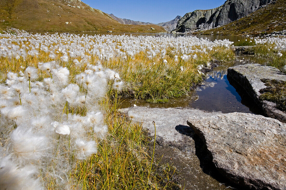 Cotton grass at lake Laghi della Valletta, Gotthard, Canton of Ticino, Switzerland