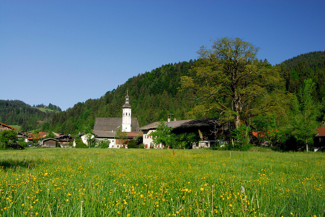 Löwenzahnwiese in Sachrang mit Dorf und Kirche, Chiemgau, Oberbayern, Bayern, Deutschland