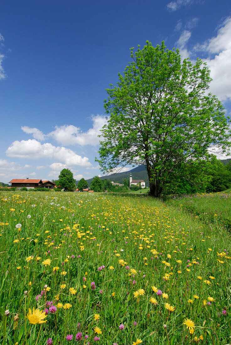 View over wildflower meadow to church, Ruhpolding, Chiemgau, Bavaria, Bavaria, Germany