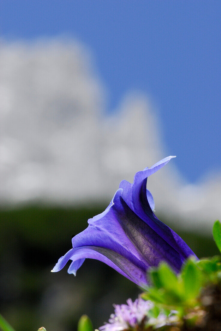 Nahaufnahmer einer Enzianblüte, Wilder Kaiser, Kaisergebirge, Tirol, Österreich