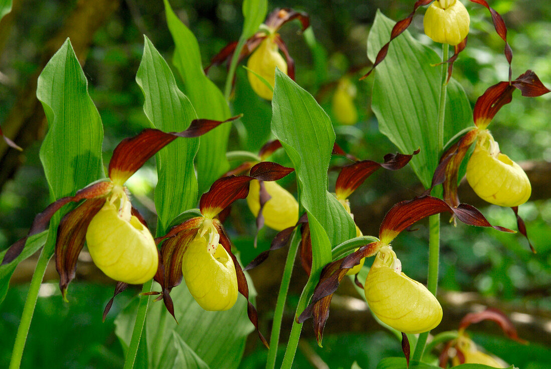 lady´s-slipper, Wilder Kaiser, Kaiser range, Tyrol, Austria