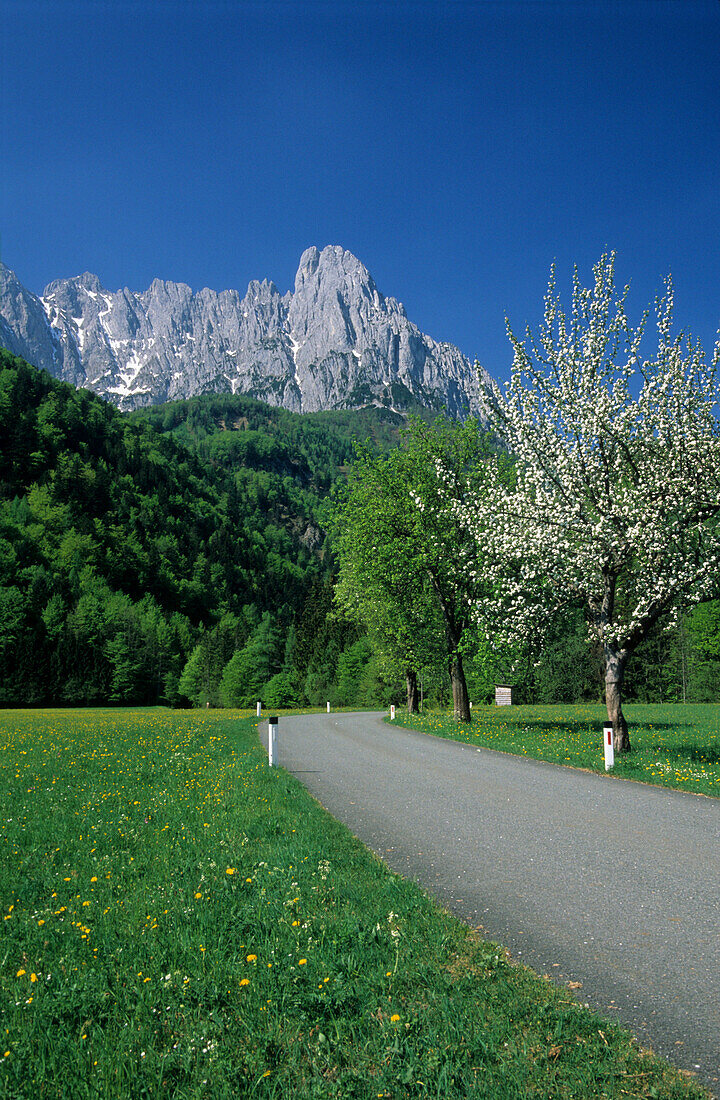 Blooming apple tree at roadside, mount Laercheck in background, Wilder Kaiser range, Kaiser range, Tyrol, Austria