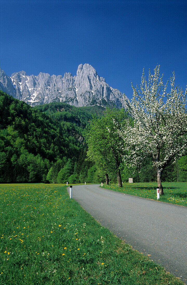 Blühender Apfelbaum am Straßenrand, Lärcheck im Hintergrund, Wilder Kaiser, Kaisergebirge, Tirol, Österreich