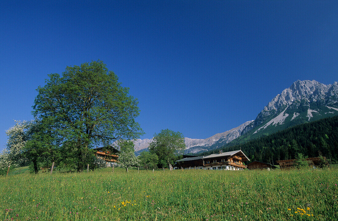 Bauernhof mit Löwenzahnwiese und Wilder Kaiser, Ellmau, Kaisergebirge, Tirol, Österreich