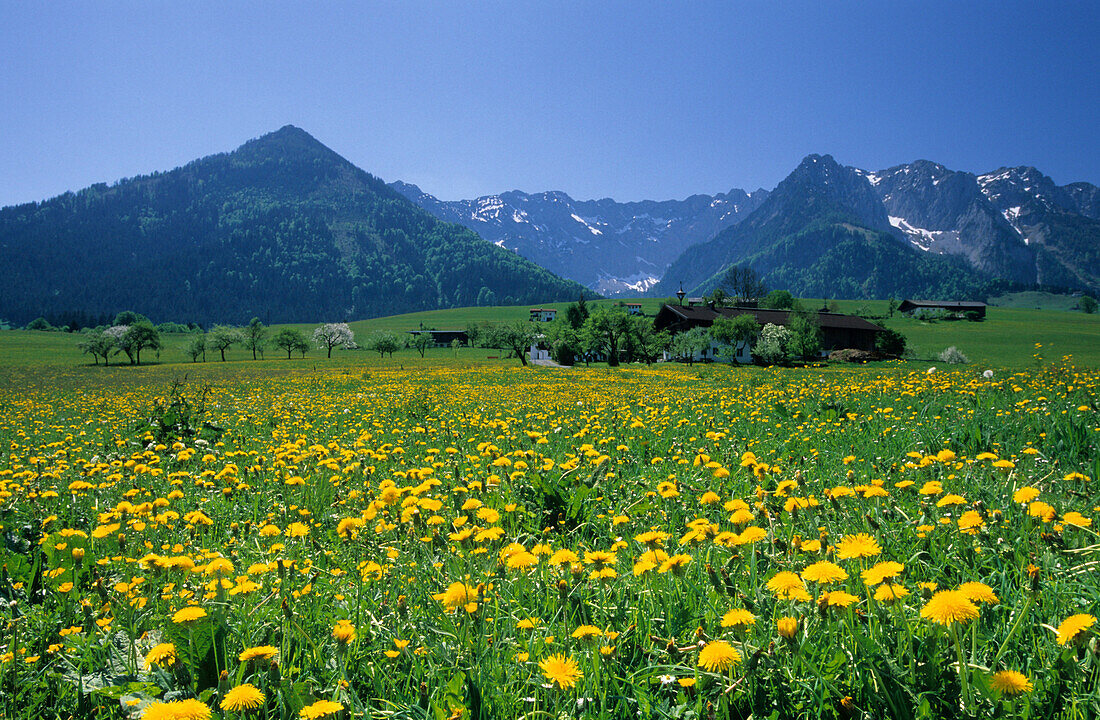 Blick über Löwenzahnwiese auf Zahmen Kaiser, Walchsee, Tirol, Österreich