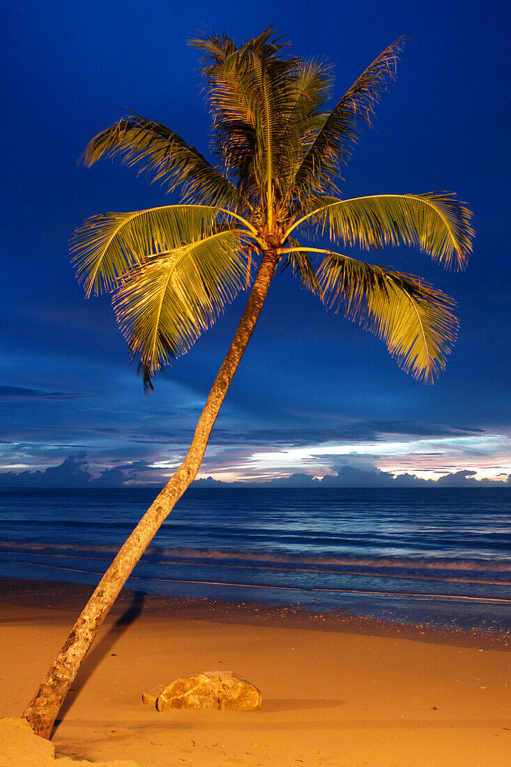 Palm tree on the beach in Khao Lak, Kao Lak , sunset, Thailand, Asien