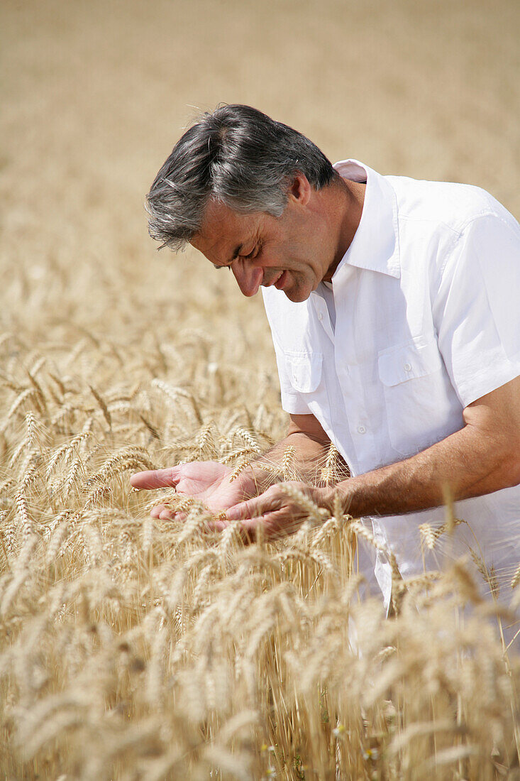 Man in a corn field, , Carinthia, Austria