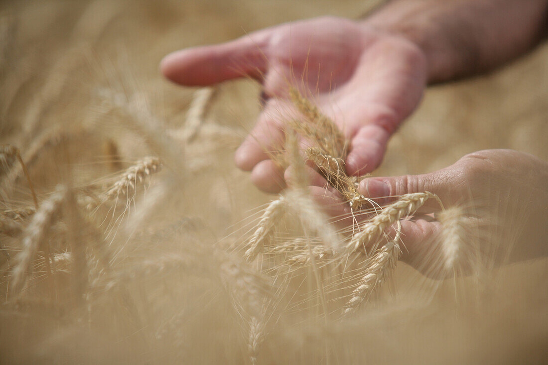 Male hands in corn field, , Carinthia, Austria