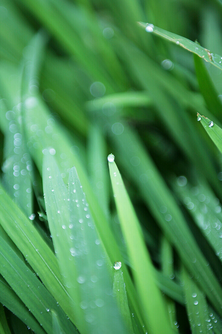 Blades of grass with waterdrops, Close-up