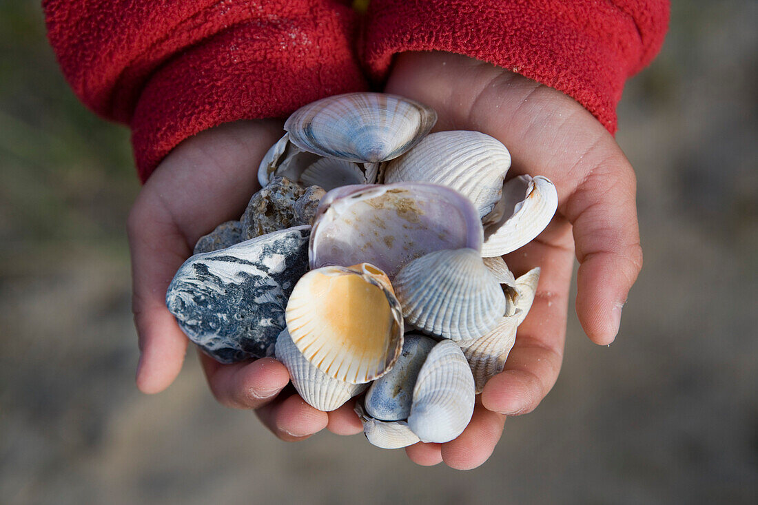 Mädchenhände mit gesammelten Muscheln, Zentraljütland, Dänemark