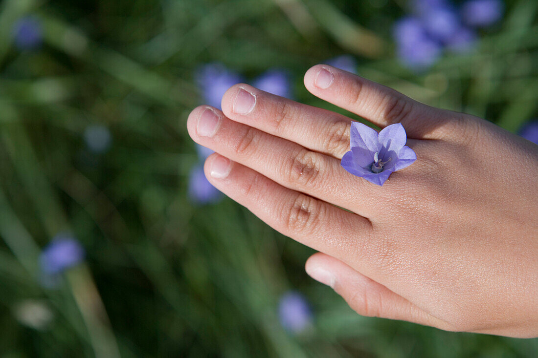 Blue Bell Flower Ring on Hand, Henne Strand, Central Jutland, Denmark