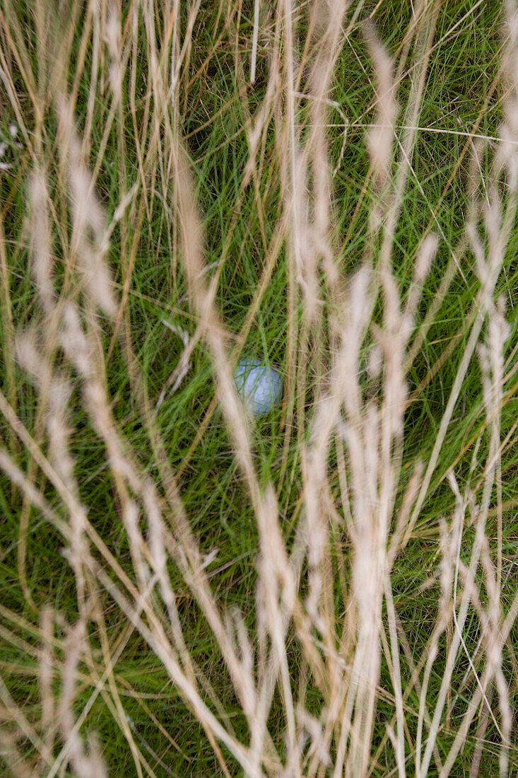 Golfball im Rough, Insel Sylt, Schleswig-Holstein, Deutschland
