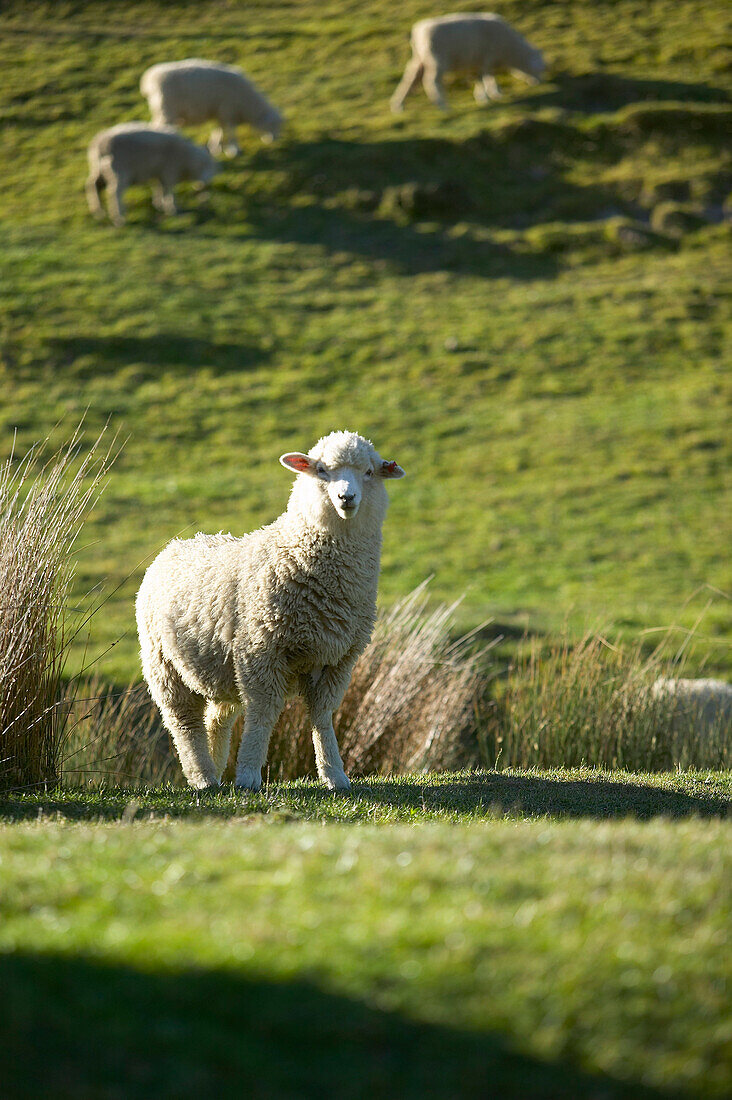 Sheep, grazing sheep, farmland near Puponga, Golden Bay, northern coast of South Island, New Zealand