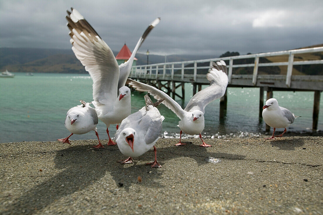 Seagulls at pier in Akaroa, Bank's Peninsula east of Christchurch, eastcoast, South Island, New Zealand