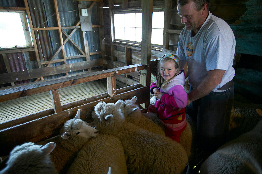 Mädchen sitzt auf Schaf, Farmer, Schafstall in Okains Bay, Bank's Peninsula, Ostküste, Südinsel, Neuseeland