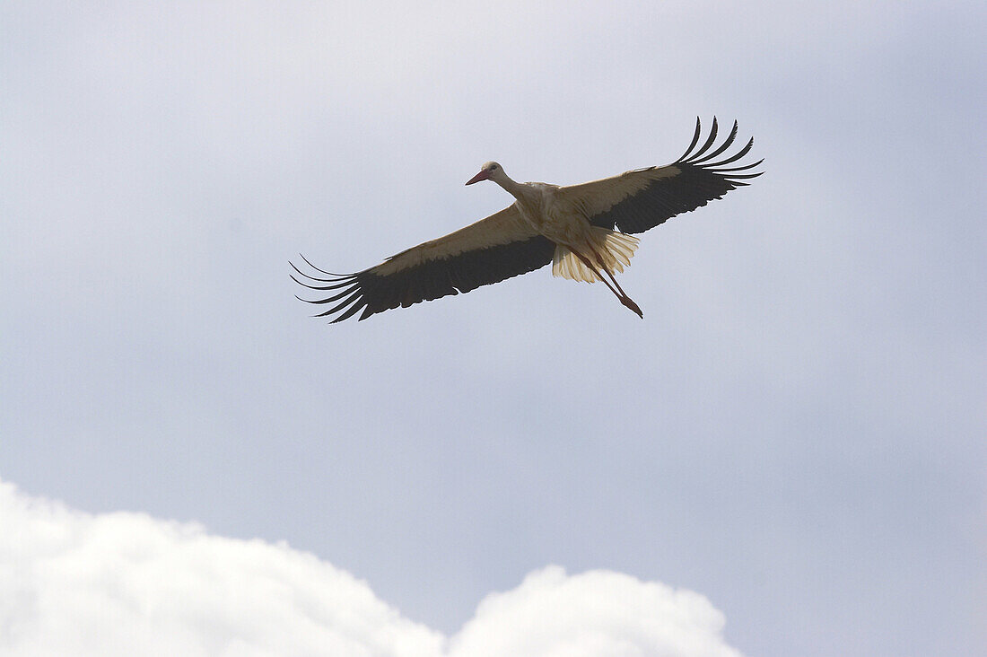 Ein Storch fliegt über Santo Domingo de la Calzada, La Rioja, Spanien