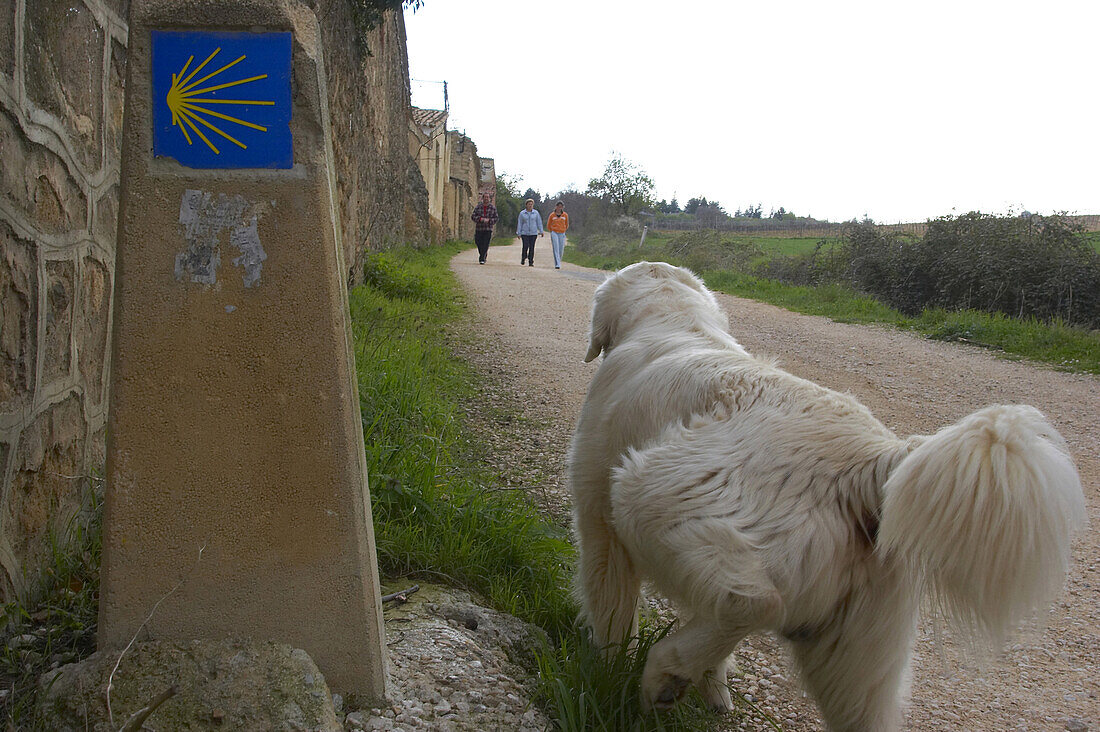 Ein Hund läuft an ein Pilgerzeichen am Jakobsweg vorbei, Irache, Navarra, Spanien