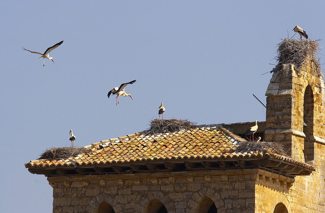 Storks flying around the church of St. Telmo, Fromista, Castilla Leon, Spain