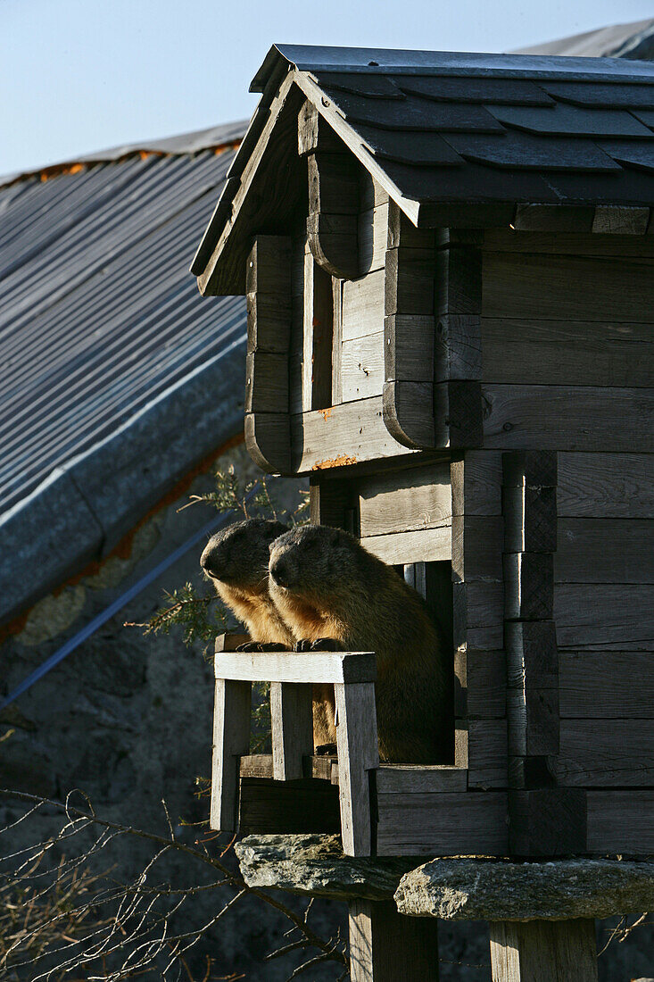 Marmot, groundhog zoo with view, Grimsel Pass summit, Canton Berne, Switzerland, Europe