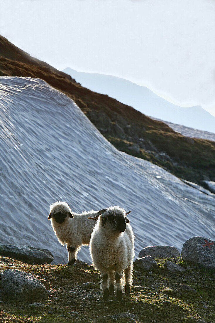 Schafe am Grimselpass, Berner Oberland, Kanton Bern, Schweiz