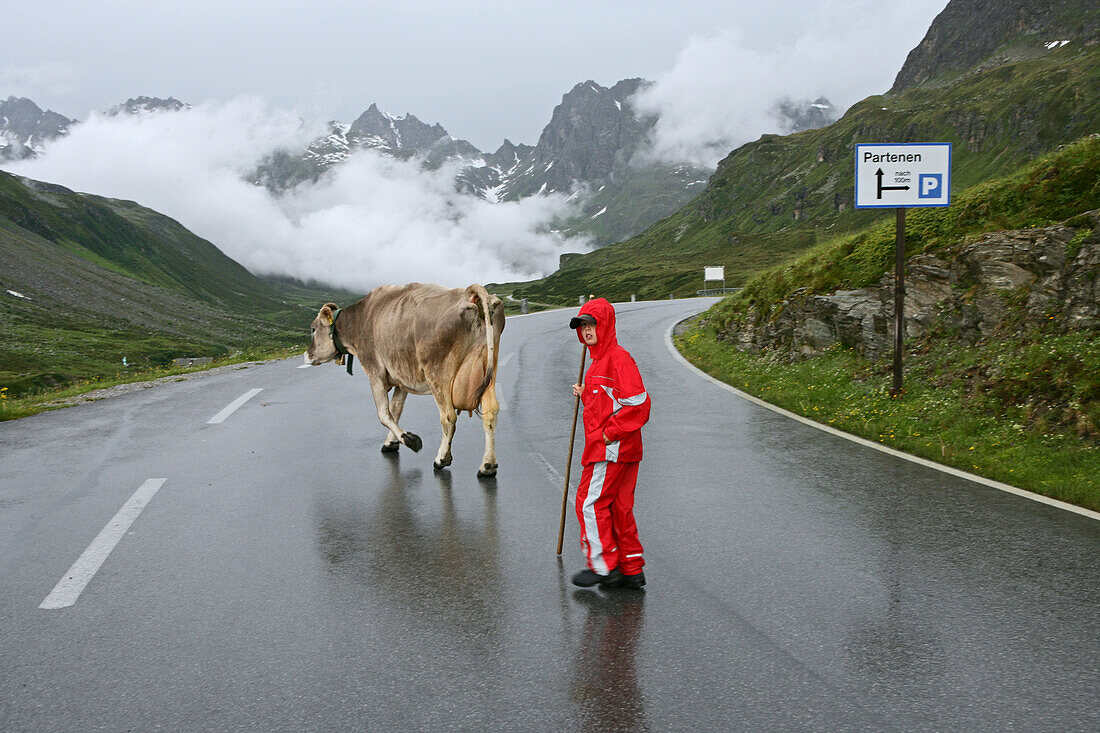 Young boy with milk cow, Silvretta Austria, Europe